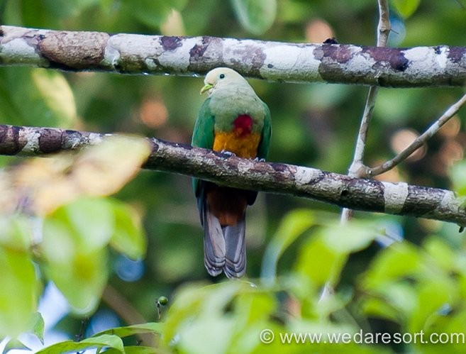 Scarlet-breasted Fruit-Dove - ML379605061