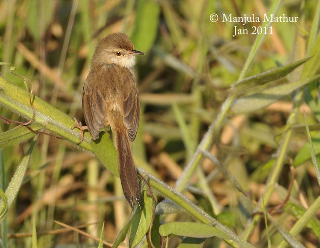 Plain Prinia - ML379605141