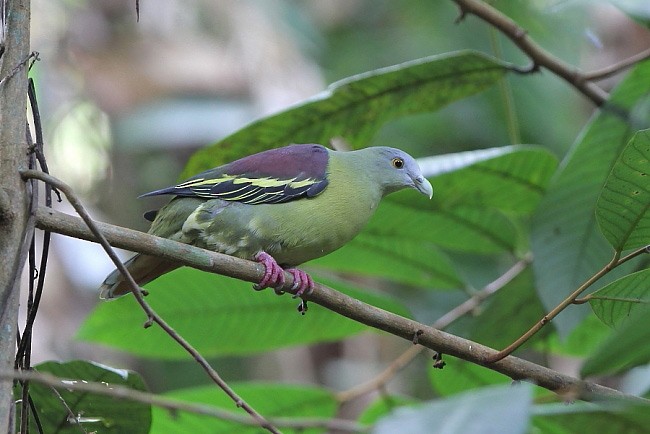 Крючкоклювый зелёный голубь (hypothapsinus) - ML379605311