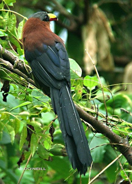 Yellow-billed Malkoha - ML379605381