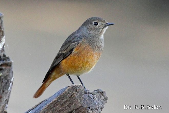 Black Redstart - Dr. Raghavji Balar