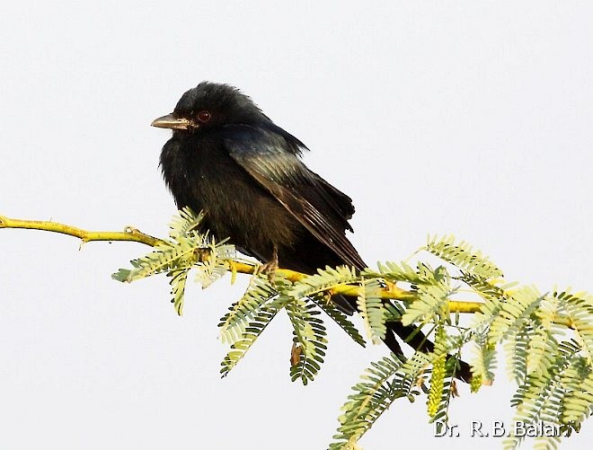 Black Drongo - ML379605601