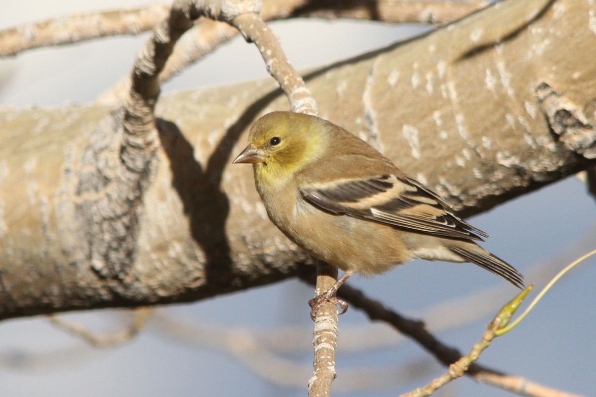 Chardonneret jaune - ML37960611