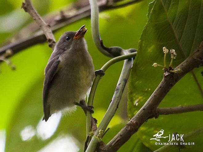 Gray-sided Flowerpecker (Gray-sided) - ML379606171