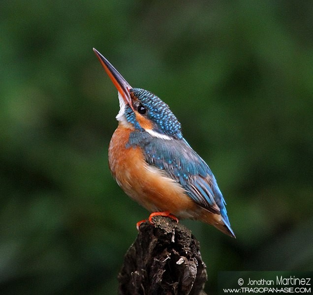 Common Kingfisher (Common) - ML379606351