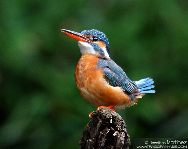 Common Kingfisher (Common) - ML379606361
