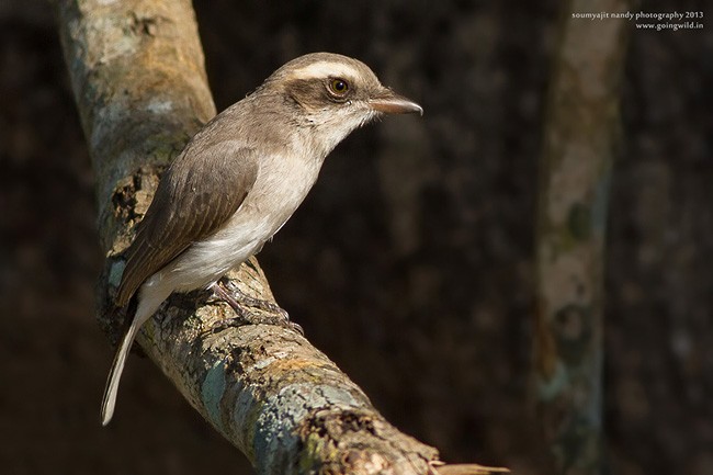 Common Woodshrike - Soumyajit Nandy