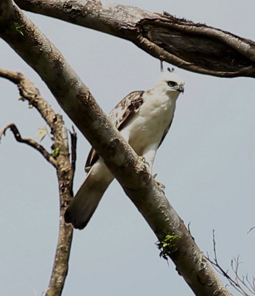 Pinsker's Hawk-Eagle - ML379606471