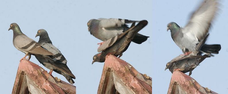 Rock Pigeon (Feral Pigeon) - ML379606591