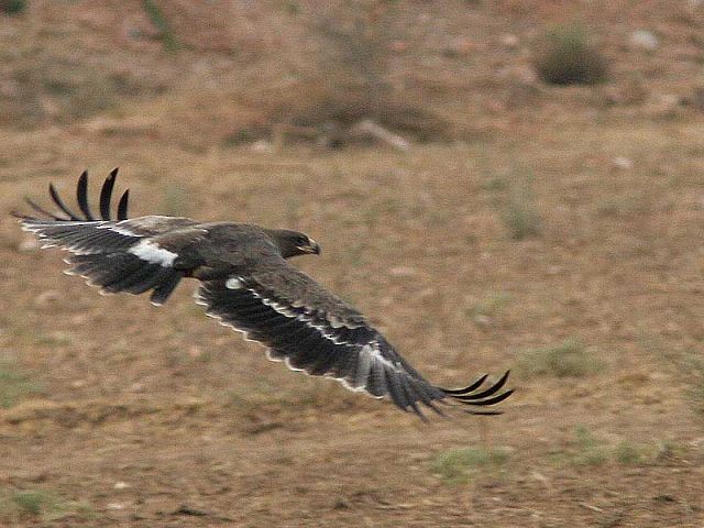 Steppe Eagle - ML379606701