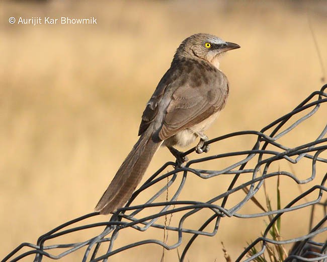 Large Gray Babbler - ML379606781