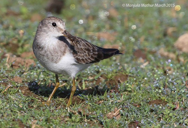 Temminck's Stint - Manjula Mathur