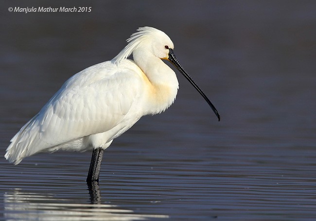 Eurasian Spoonbill - ML379606971