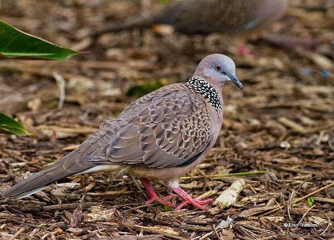 珠頸斑鳩(chinensis/tigrina) - ML379607001