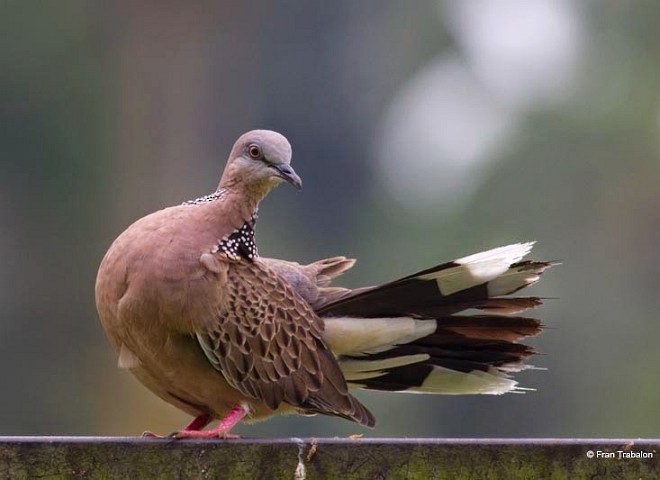 Spotted Dove (Eastern) - Fran Trabalon