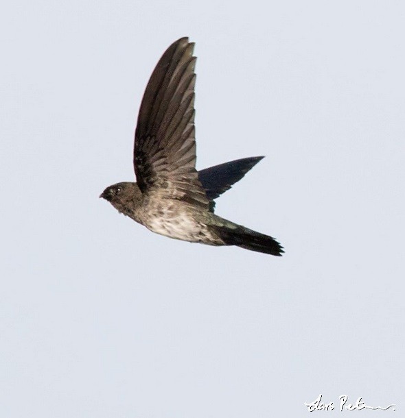 Cave Swiftlet - ML379607191