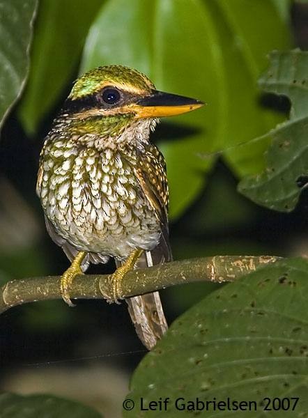 Spotted Kingfisher - ML379607341