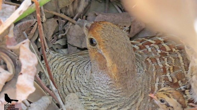 Gray Francolin - ML379607631