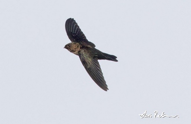 Cave Swiftlet - ML379607781