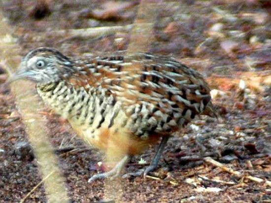 Barred Buttonquail - ML379607841