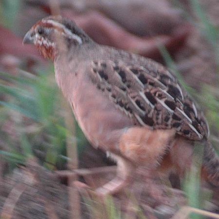 Jungle Bush-Quail - ML379607851