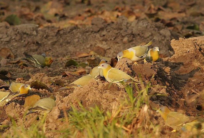 Yellow-footed Green-Pigeon - ML379607891