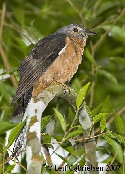 Sunda Brush Cuckoo - ML379608111