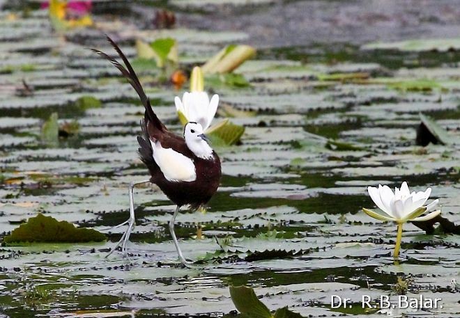 Pheasant-tailed Jacana - ML379608161