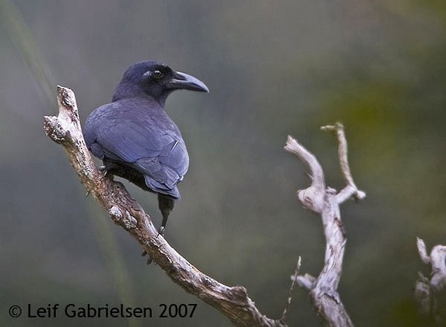 Тонкоклювая ворона (samarensis/sierramadrensis) - ML379608171