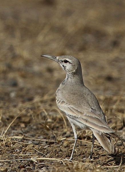 Greater Hoopoe-Lark (Mainland) - ML379608361