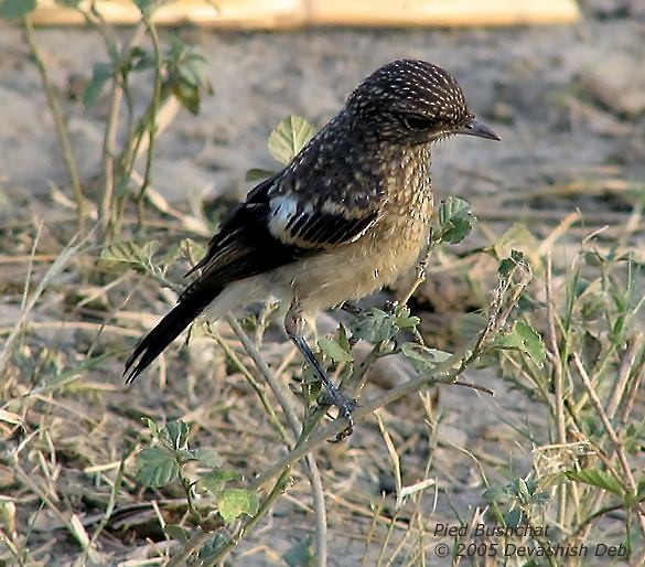 Pied Bushchat - ML379608901