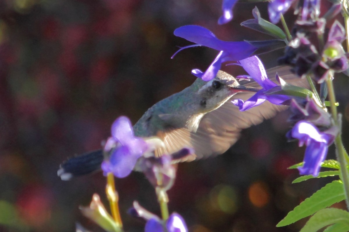 Broad-billed Hummingbird - ML37960921