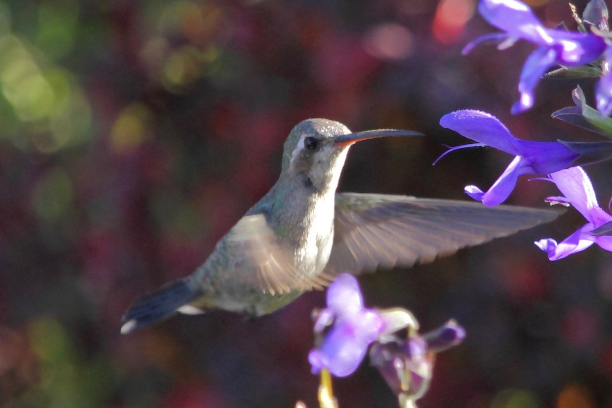 Broad-billed Hummingbird - ML37960931