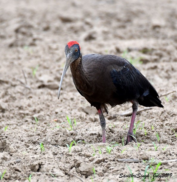 ibis bradavičnatý - ML379609471