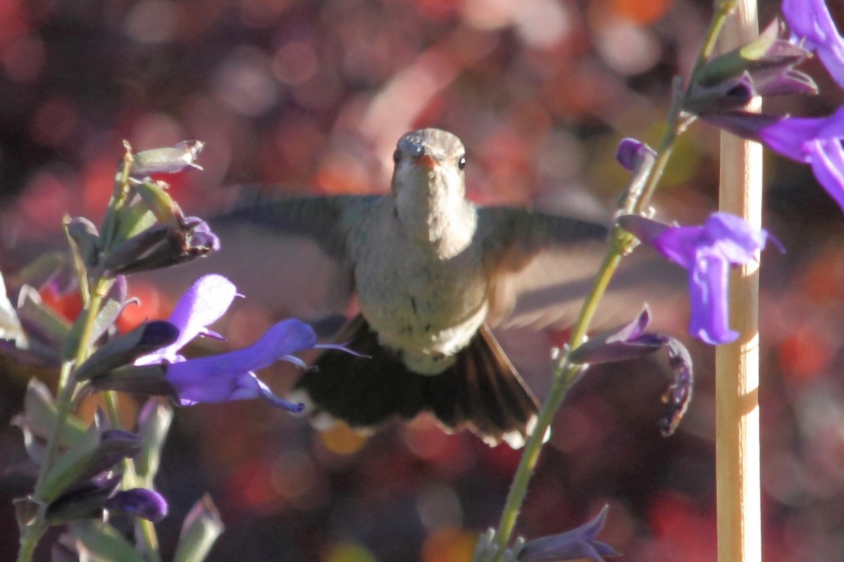 Broad-billed Hummingbird - ML37960961