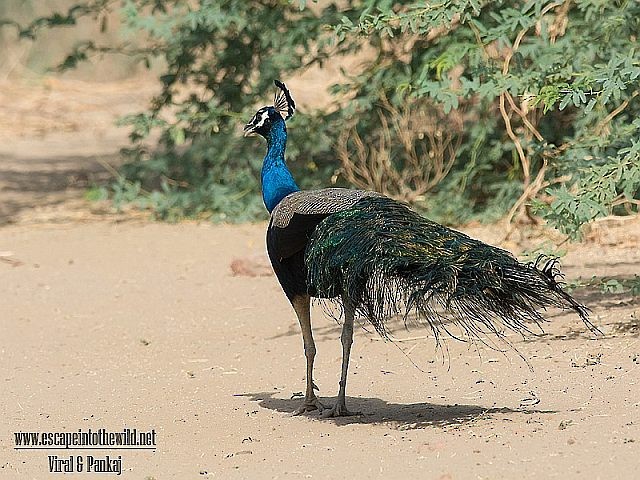 Indian Peafowl - ML379609651