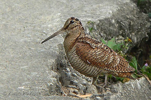 Eurasian Woodcock - ML379609671