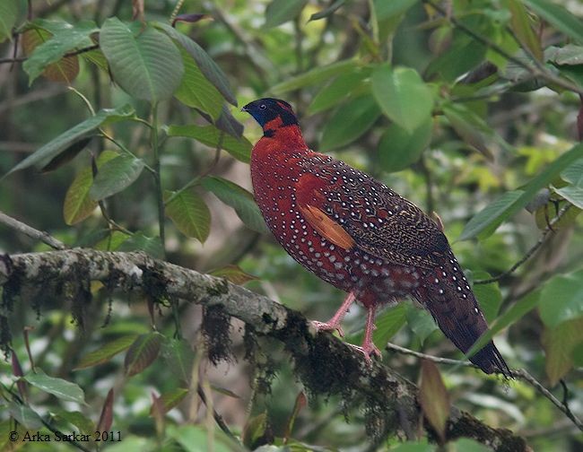 Satyr Tragopan - ML379609761