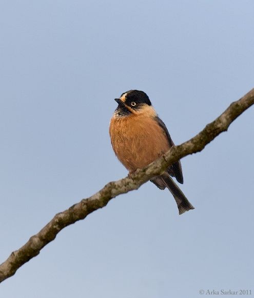 Black-browed Tit - ML379609771