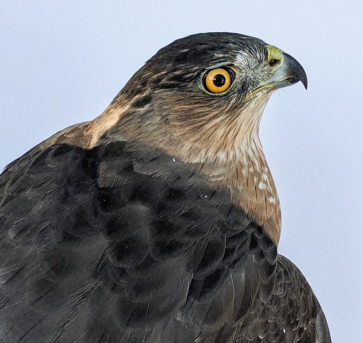 Cooper's Hawk - ML379609871