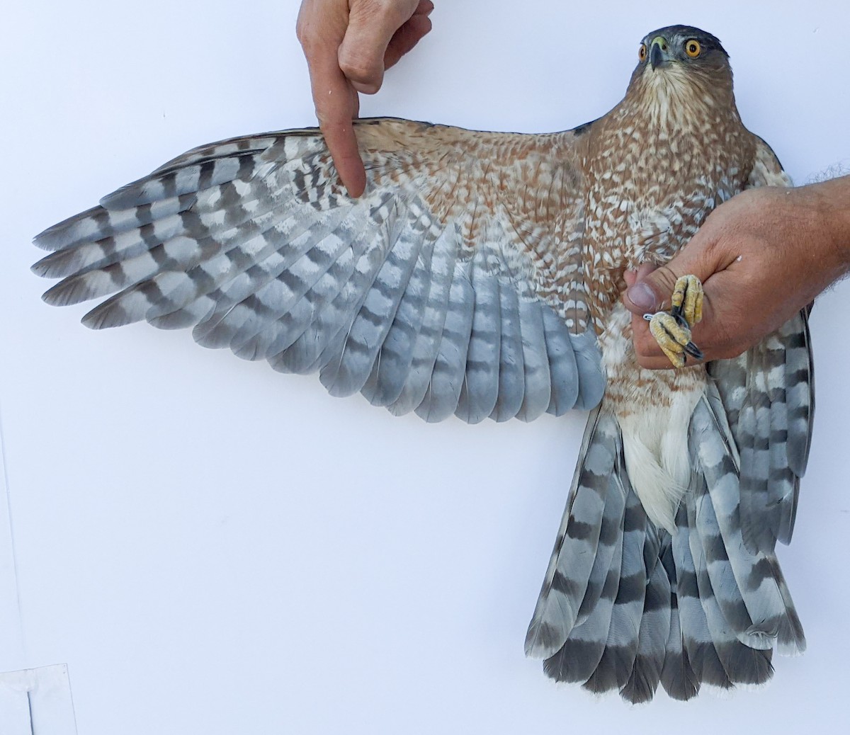 Cooper's Hawk - ML379609901