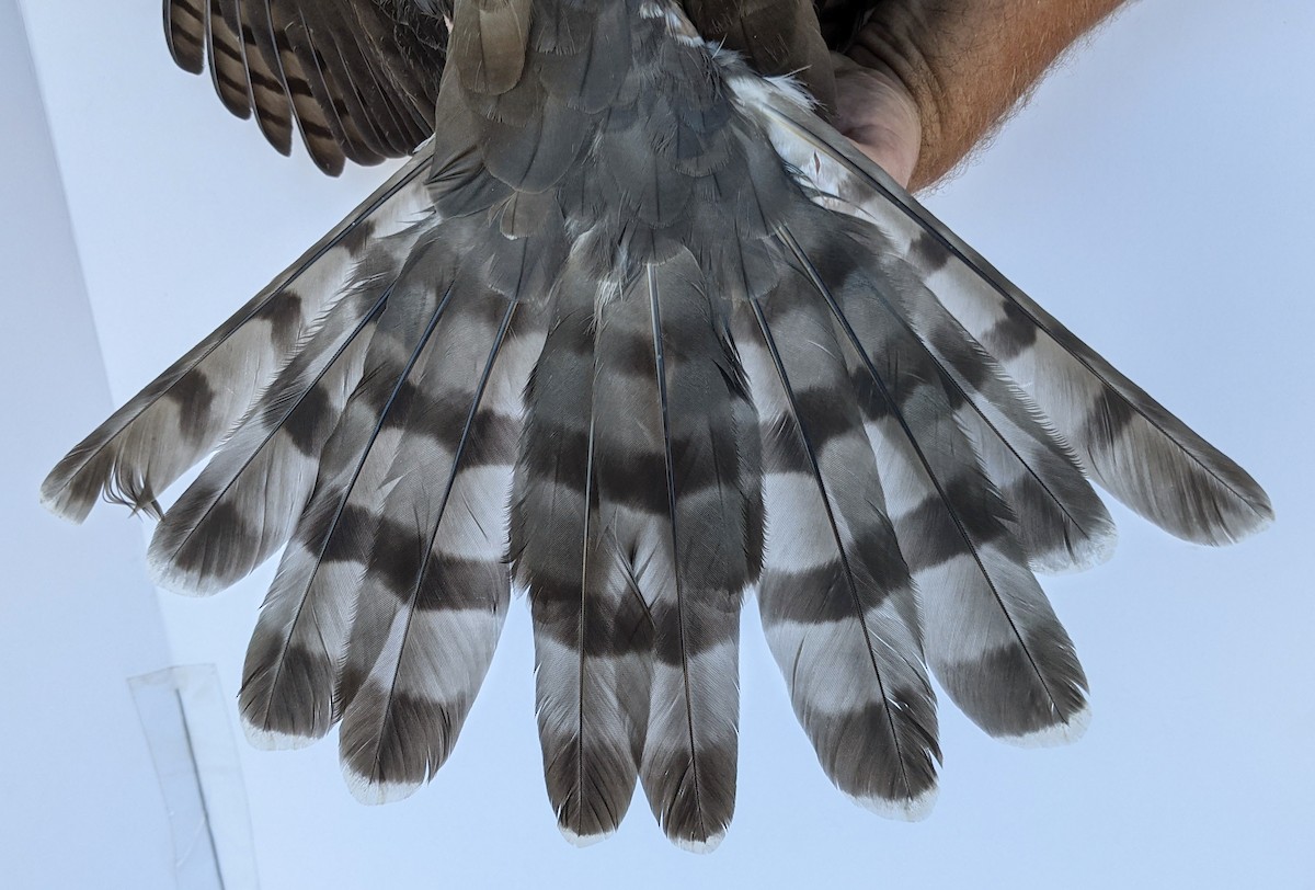 Cooper's Hawk - ML379609951