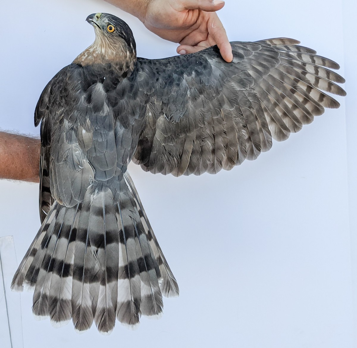 Cooper's Hawk - ML379609961