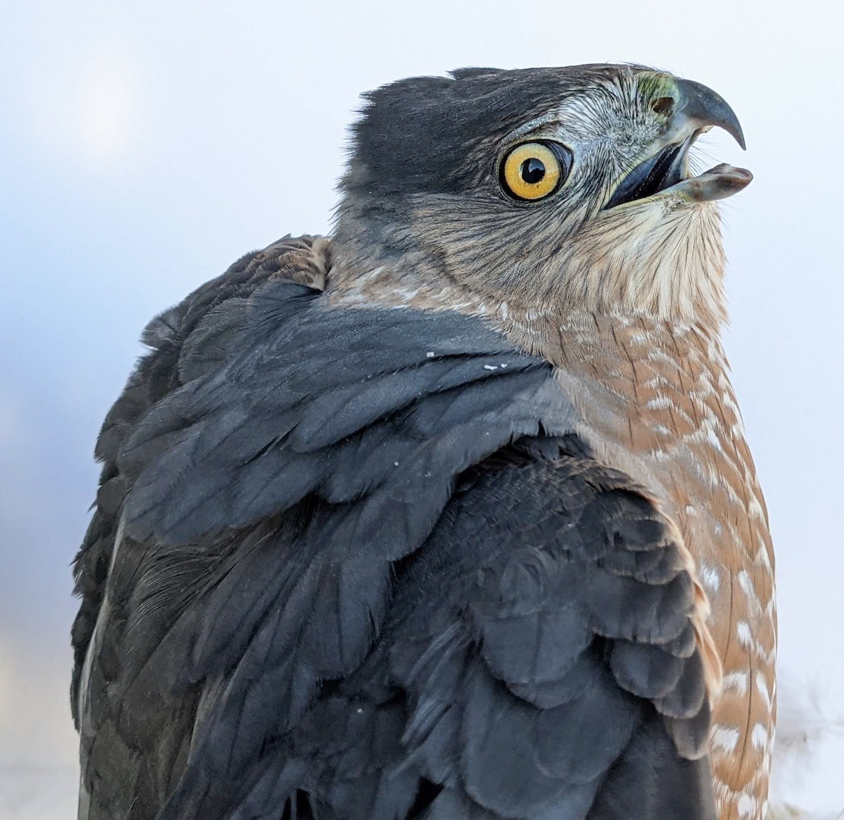 Cooper's Hawk - ML379610011