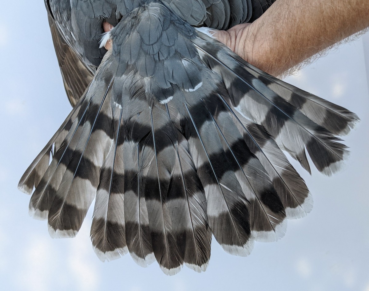 Cooper's Hawk - ML379610101