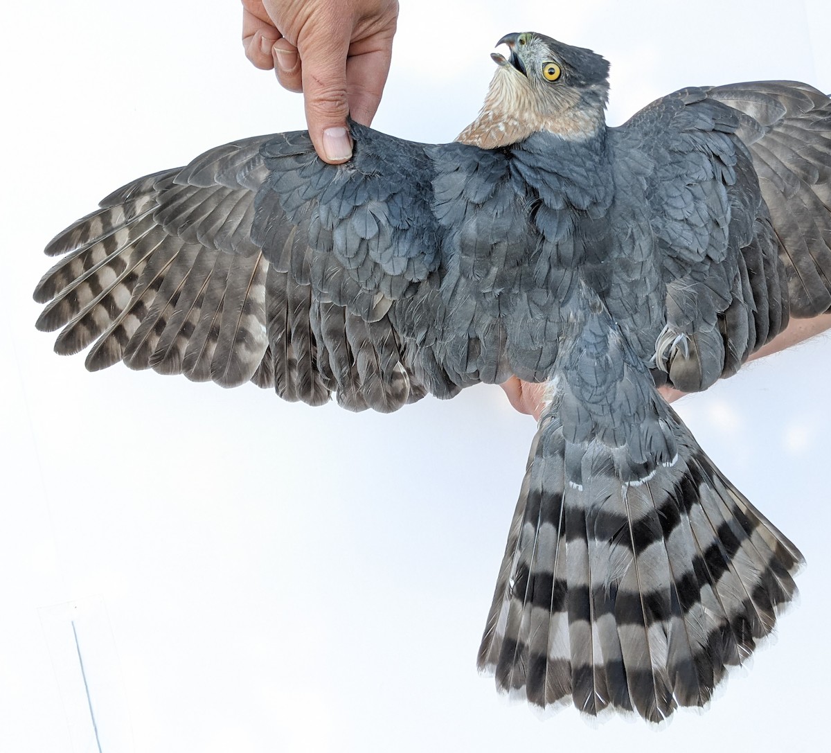 Cooper's Hawk - ML379610121