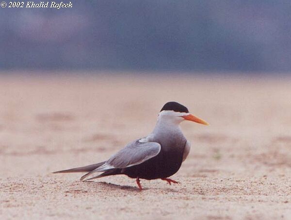Black-bellied Tern - ML379610241