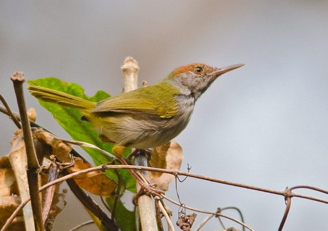 Dunkelkehl-Schneidervogel - ML379610671