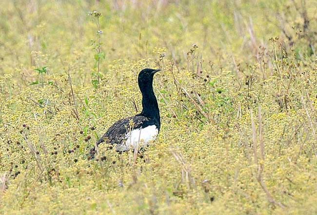 Bengal Florican - ML379610721