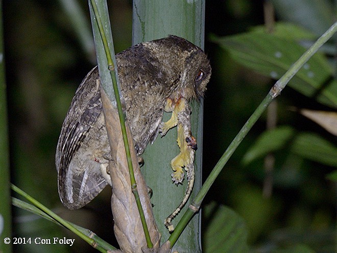 エベレットコノハズク - ML379610761